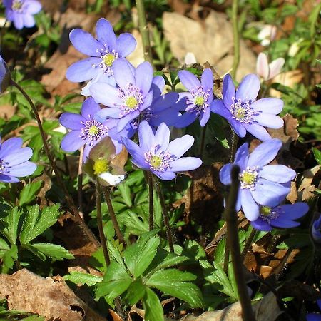 Wismens Natur & Fiske Krogsered Екстер'єр фото